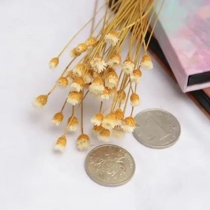 Brazilian Lucky Dried Flowers – Natural Preserved Floral Bouquets (50 pcs)