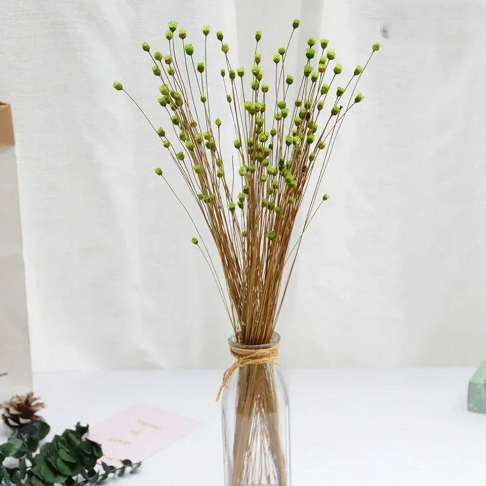 Brazilian Lucky Dried Flowers – Natural Preserved Floral Bouquets (50 pcs)